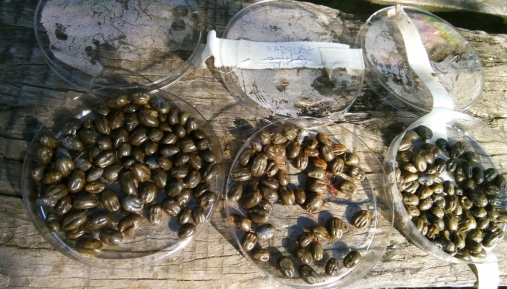 El Senasa le planta batalla a la garrapata bovina: estrategias por zonas y más herramientas de control