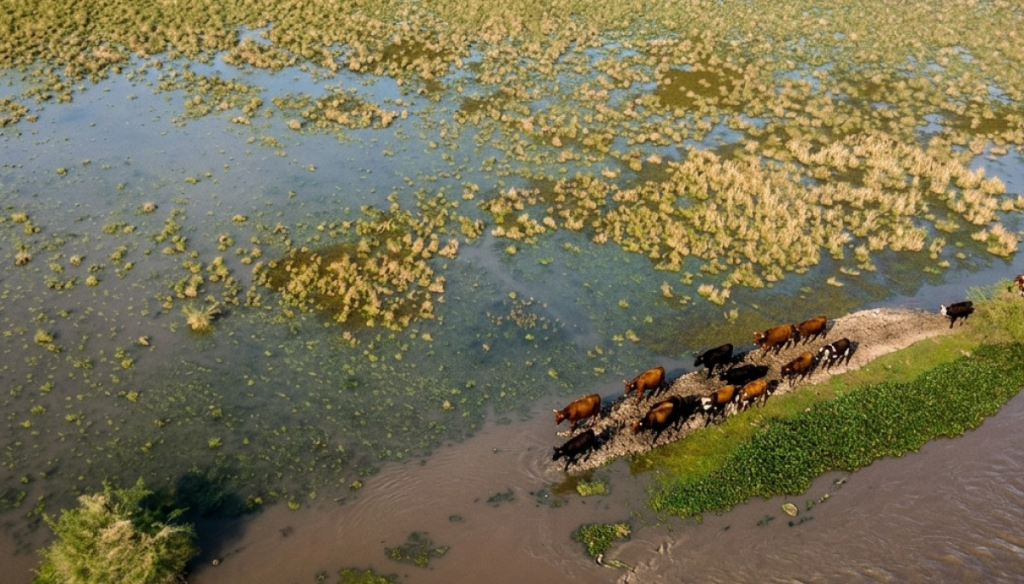 El Niño: recomiendan tener actualizada la documentación y planificar posibles traslados de animales