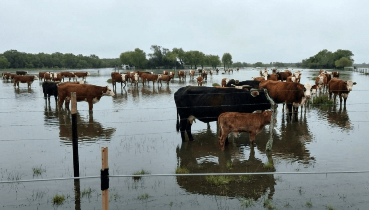 inundaciones ganado senasa
