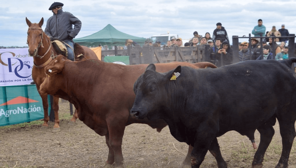 “Agronea es nuestra vidriera”: la ganadería del norte se robustece con la genética