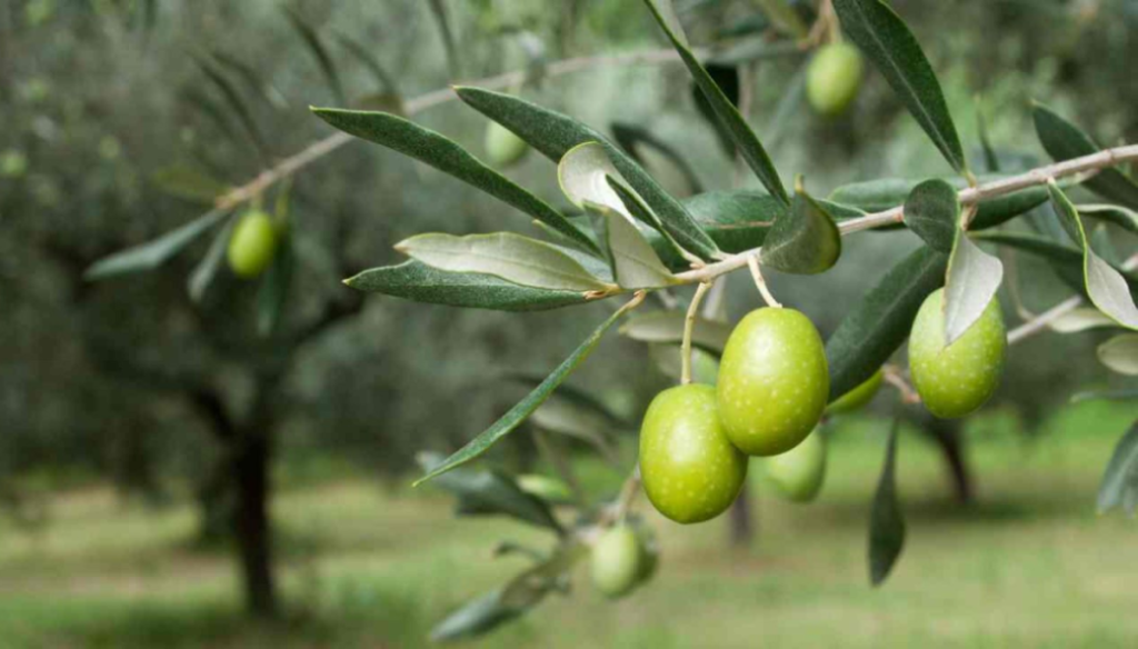 De la poda a la taza, de descarte a infusión: la hoja de olivo abre un nuevo mercado para la olivicultura