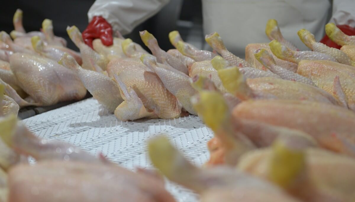 pollos sagyp aviar avicultura