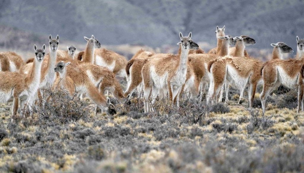 La expansión del guanaco sigue y preocupa: en Santa Cruz ya hay 2 millones, el doble que hace 10 años