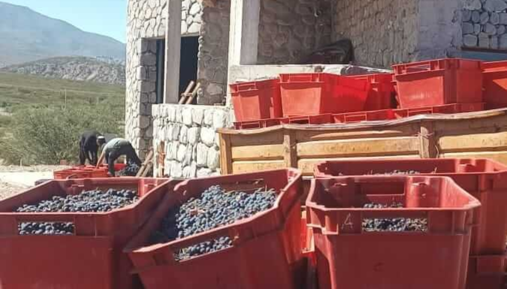 Uvas con raíz diaguita: el vino de Tucumán sale a competir de la mano de las criollas chicas
