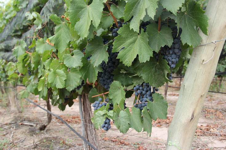 Cuando el vino guarda memoria: investigan si las uvas malbec "recuerdan" la sequía 1 uvas
