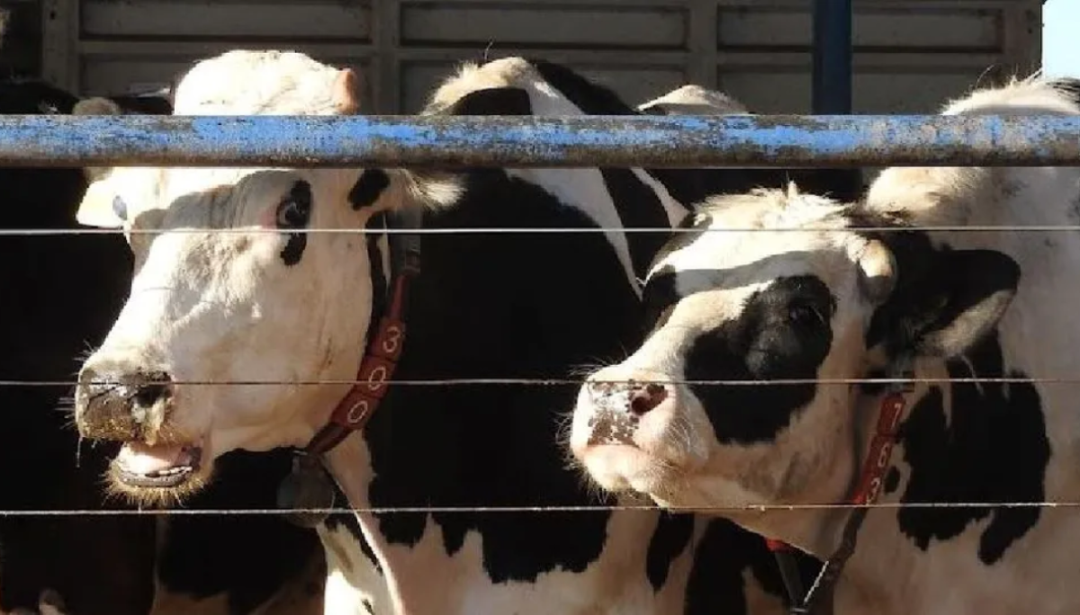 vacas lecheras contenidos crea