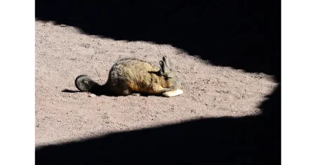 vizcacha