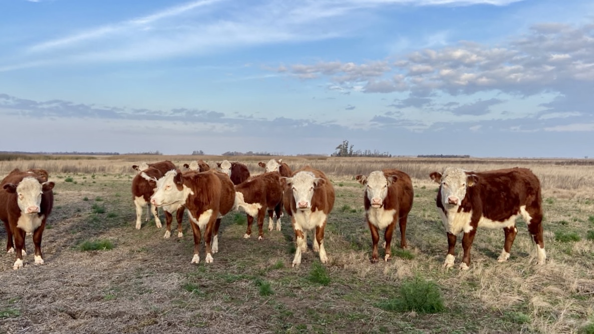 El abigeato como testimonio del vandalismo rural: “Estuve a nada de decir tiro todo al diablo y abandono” 1 0af83e79 f834 406e bb83 9b8af5bb2fef