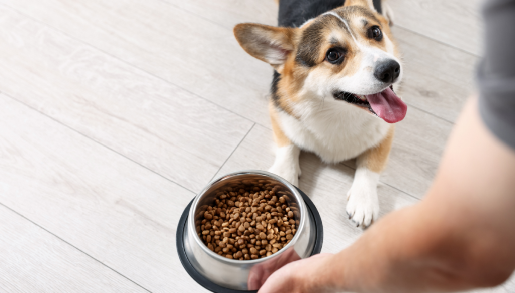 Día Mundial del Perro: seis claves para la nutrición canina