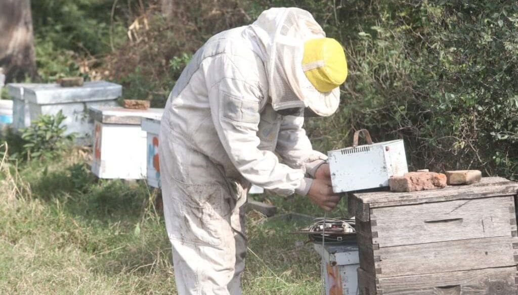 Las abejas no solo agregan valor con la miel: en Ceres, transforman una toxina apícola en crema facial