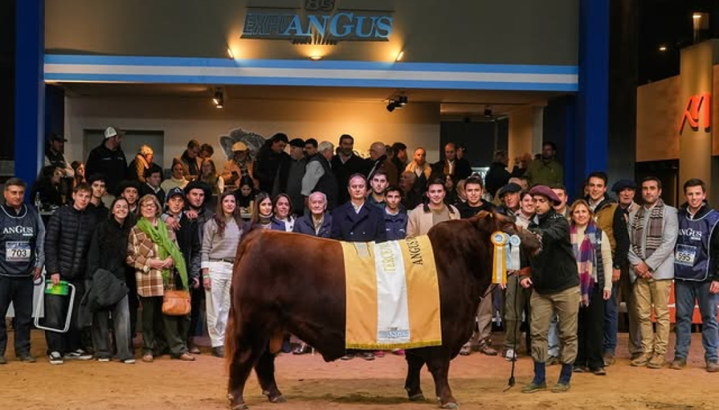 angus colorado don sinforiano