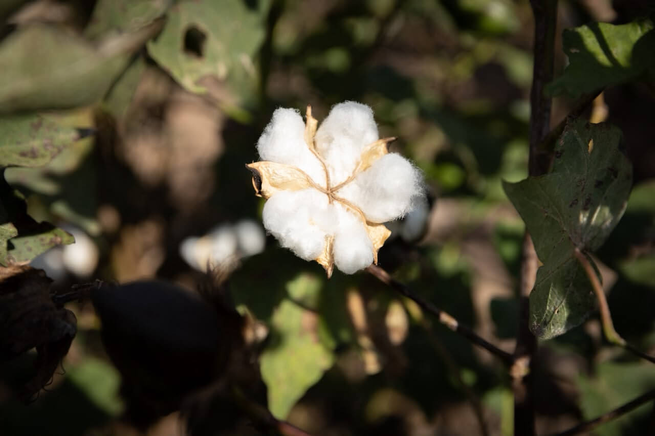 Semilla "segura": el INASE suma inteligencia artificial para los controles en el algodón 1 cultivo algodon