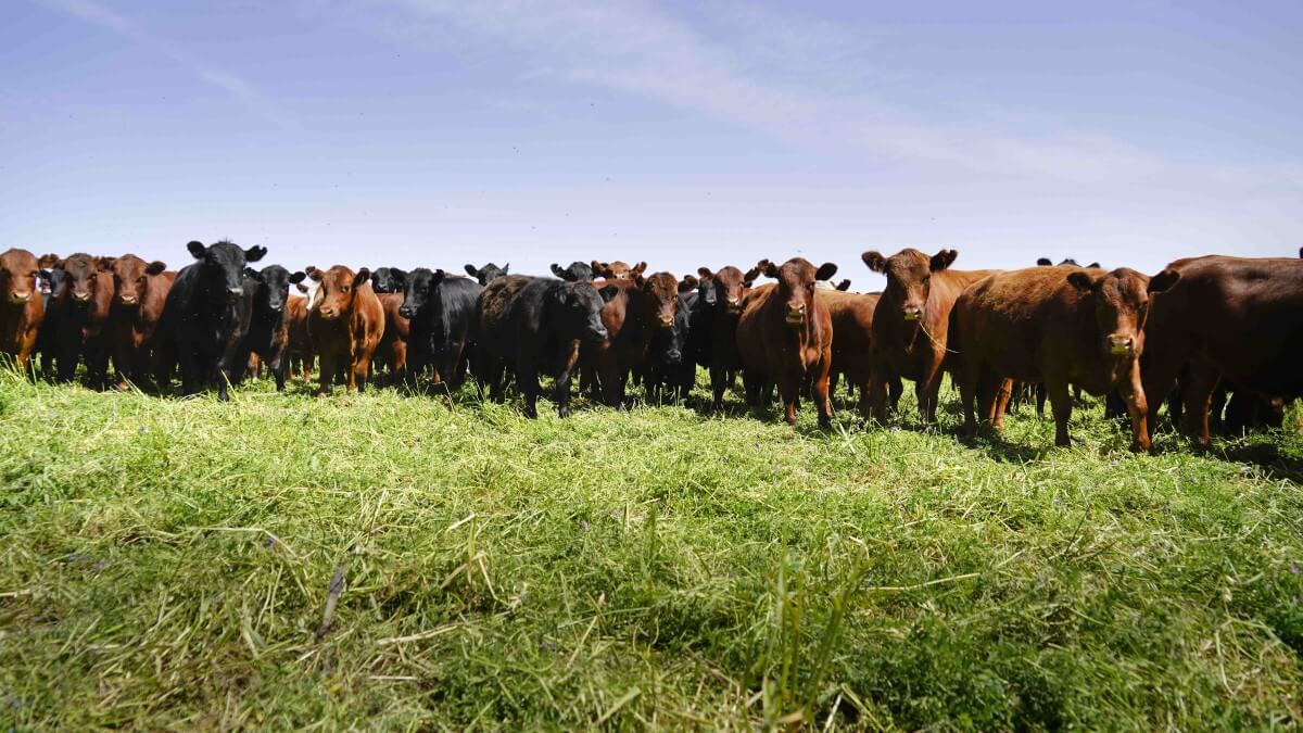 ganaderia regenerativa hacienda vacas