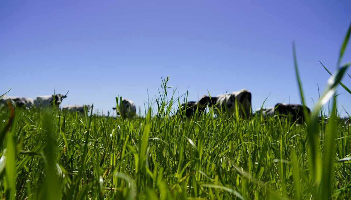 ganaderia regenerativa pasto vacas