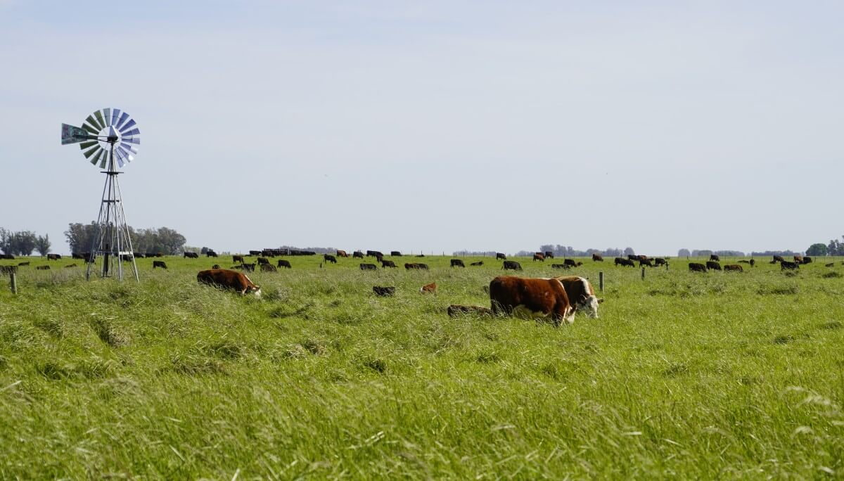 ganaderia regenerativa