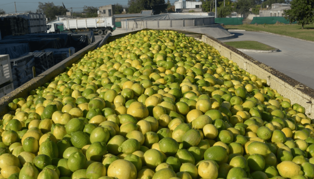 limones