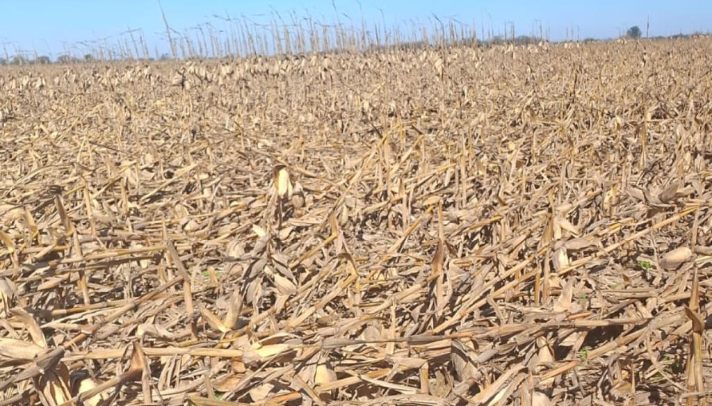 La demora en la cosecha de maíz tuvo su peor consecuencia: muchos lotes perdidos por los vientos