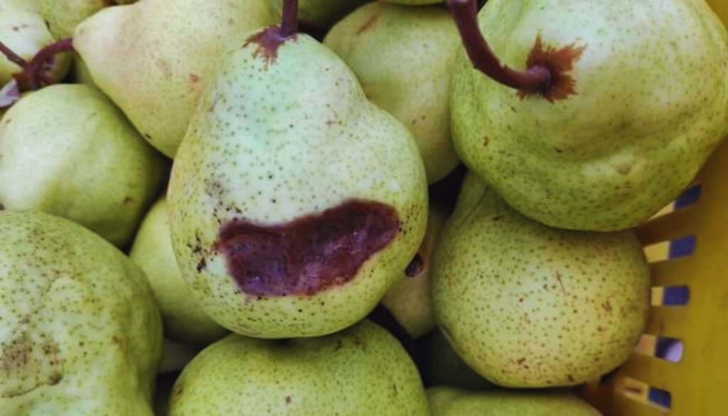 La bacteria que “espera” en la fruta: detectan una nueva enfermedad en peras y manzanas