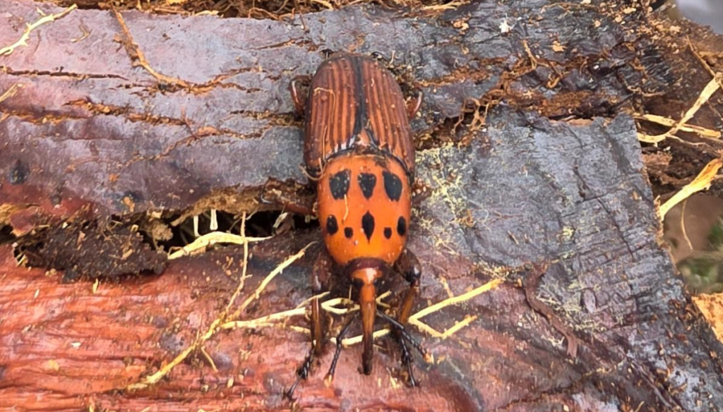 Una plaga letal: las palmeras de Entre Ríos ya sufren el impacto del “picudo rojo”