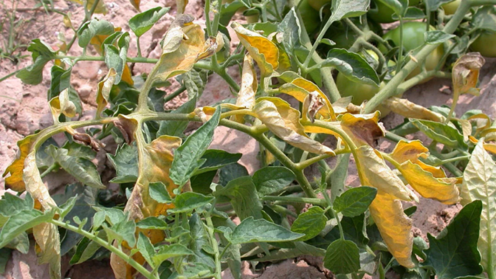 Una solución biológica contra Fusarium: hallan bacterias capaces de degradar la micotoxina del hongo