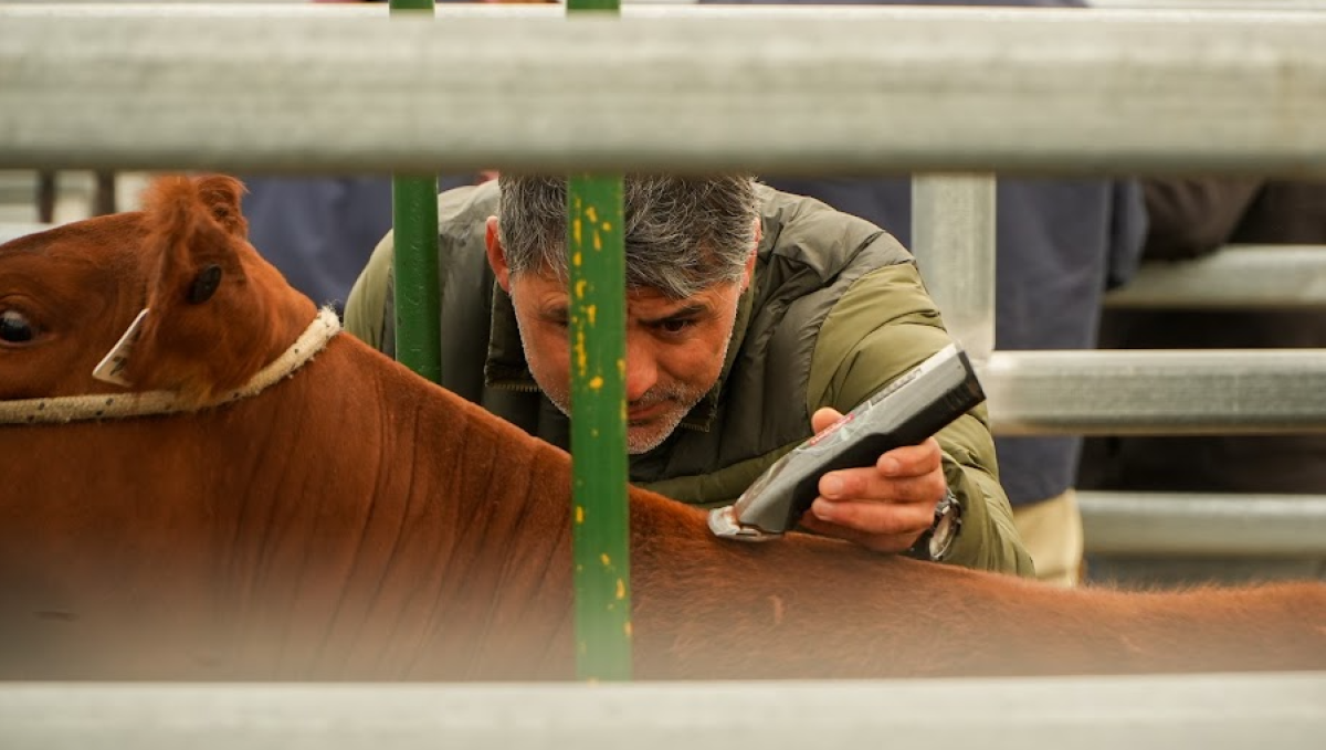 Javier, el director de orquesta de los Angus: “El mercado de la carne va yendo hacia la diferenciación por calidad” 2 Angus colorado semana primavera