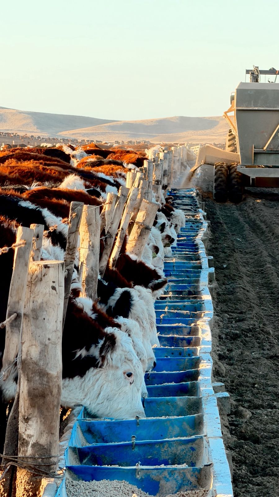 Bovinos en patagonia07 feedlot