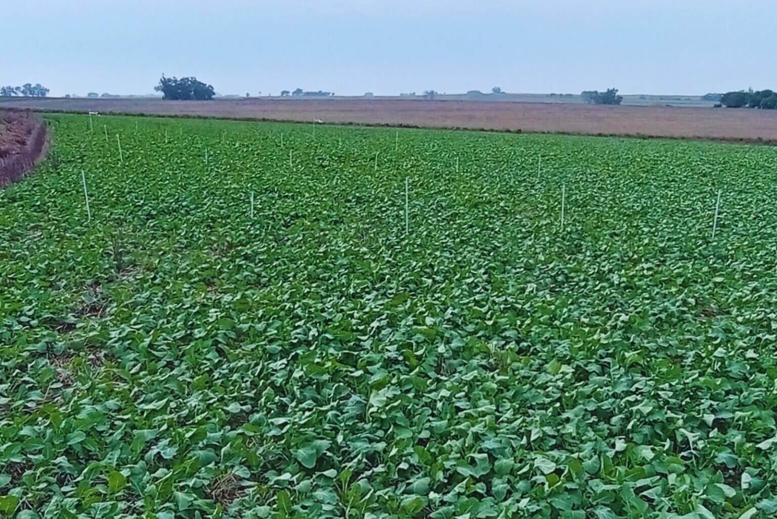Cruciferas 2 1536x1027 1