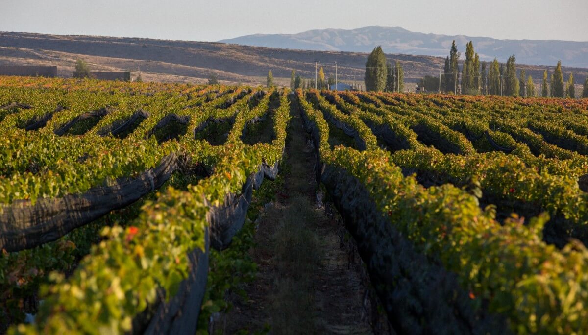 HW HUENTALA WINES 23 copia.jpg