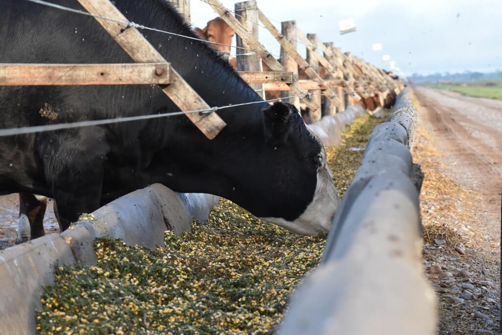 Juramento Foto alimentacion feedlot 1 1