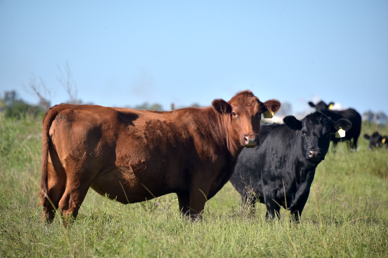 VACAS SECRETARIA