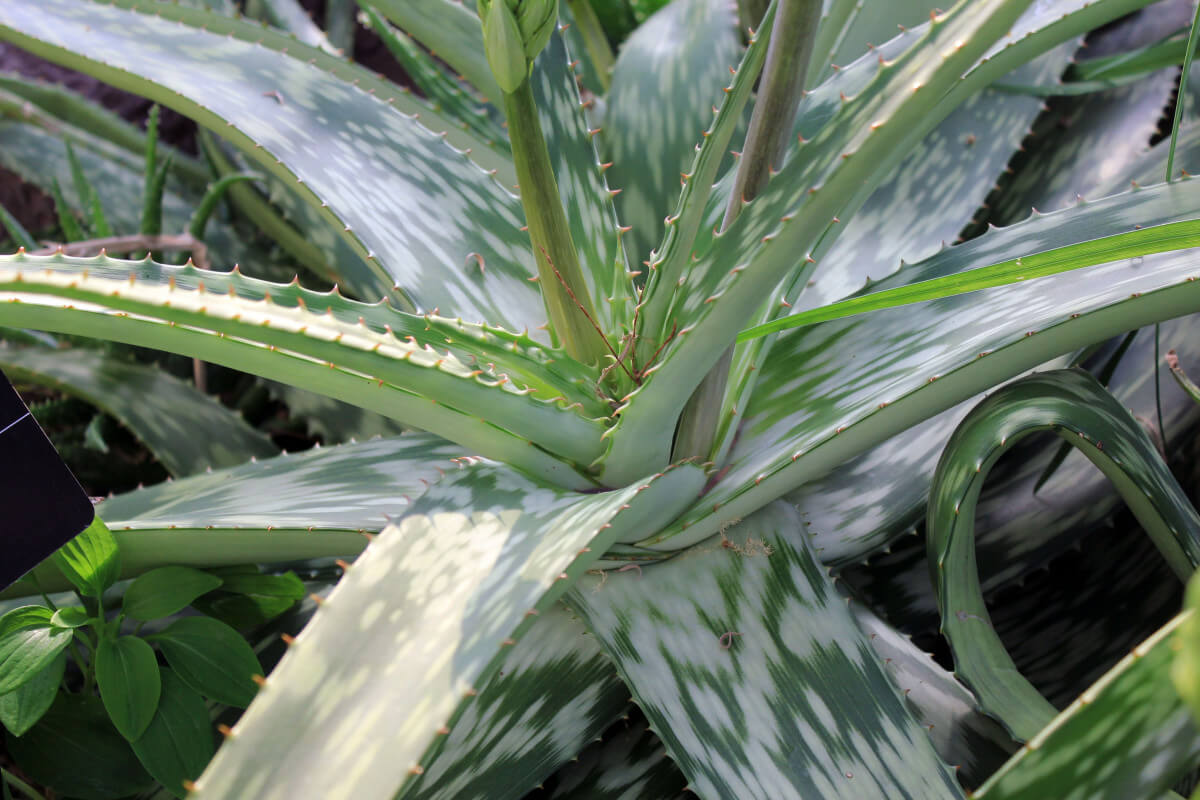 aloe vera