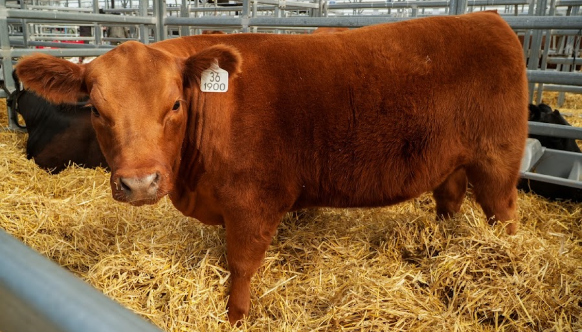 angus colorado semana canuelas