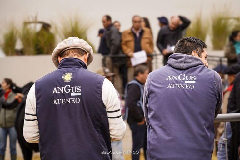 ateneo angus