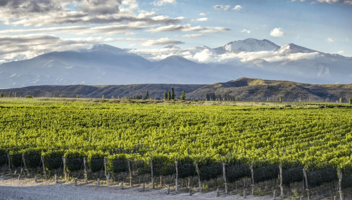 bodega vinedo huentala