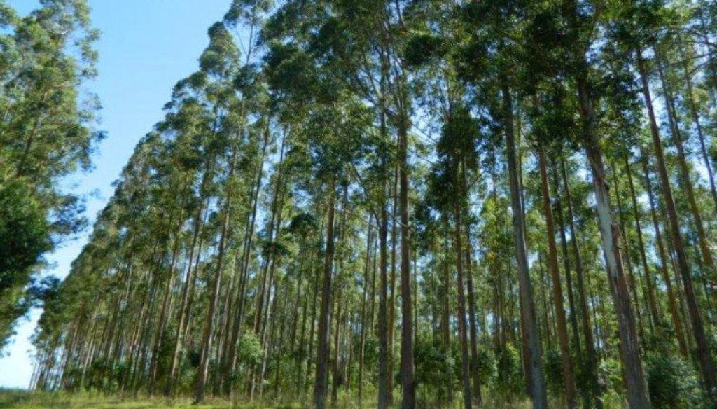 bosque plantacion forestal