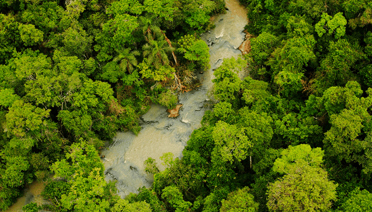 bosque rio ambiente ecosistema