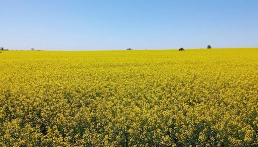 carinata