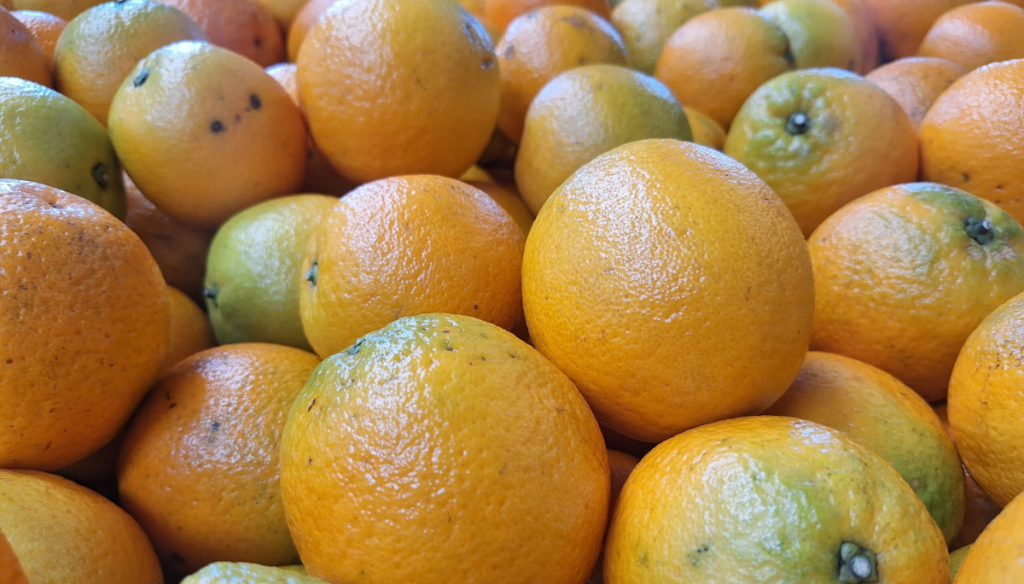 Economías regionales: las naranjas se pintaron de rojo y la industria forestal pierde brotes verdes