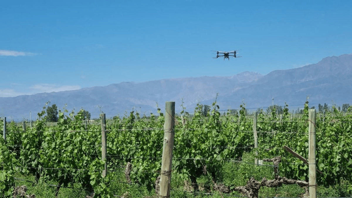 drone vinedo control lobesia