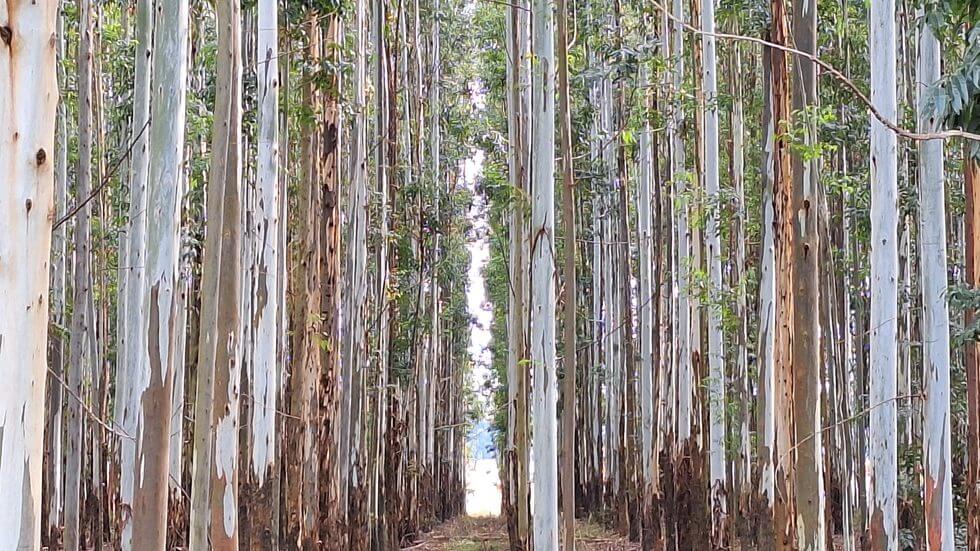 forestal coninagro
