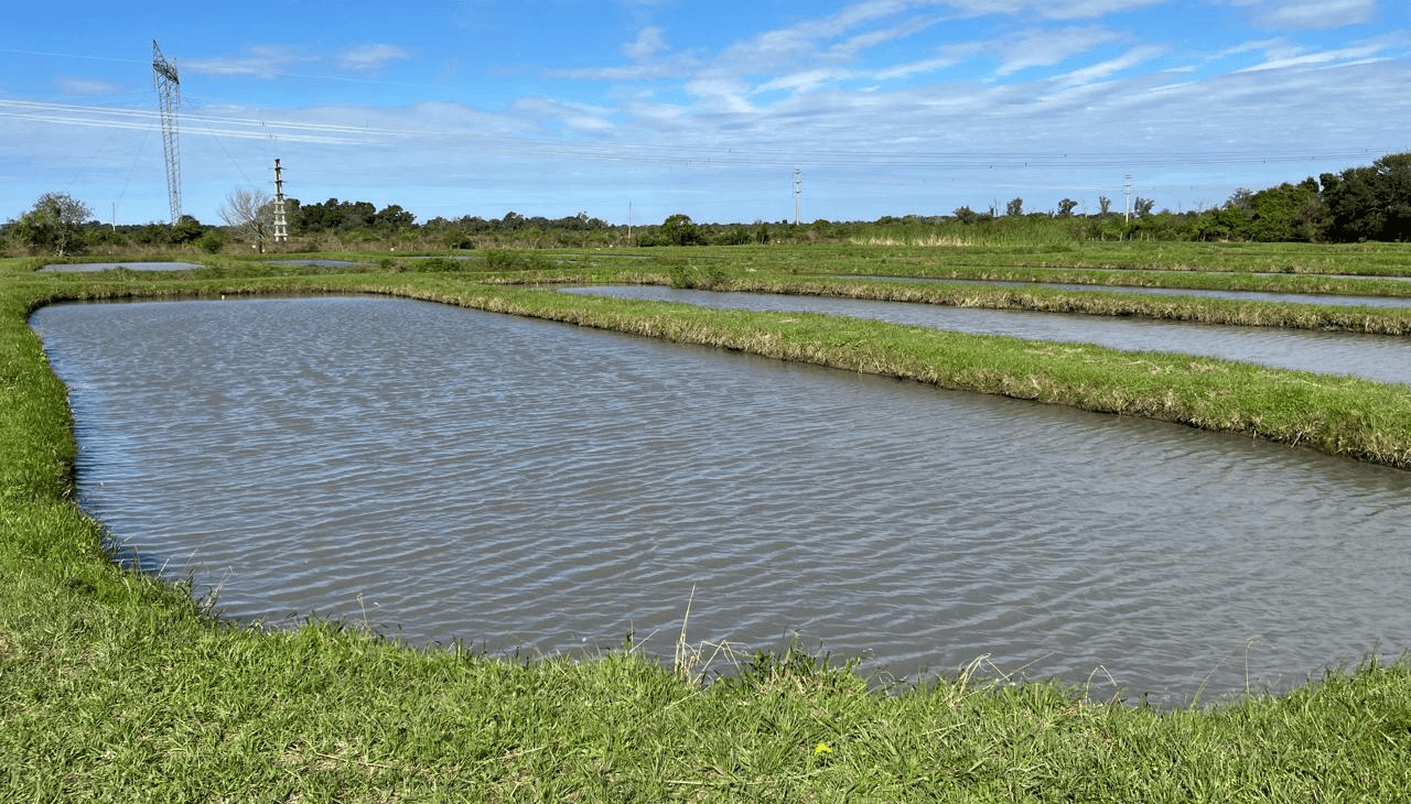 lagunas de peces piscicultura senasa
