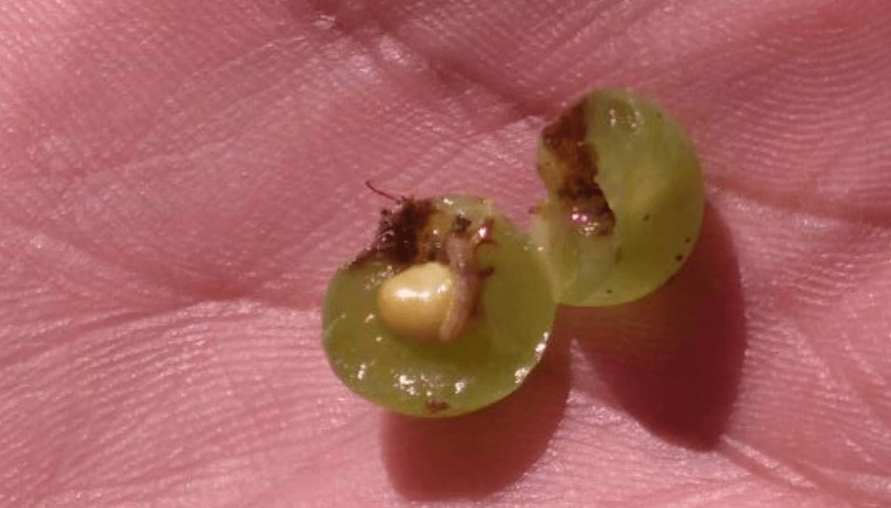 larvas de lobesia botrana polilla de la vid