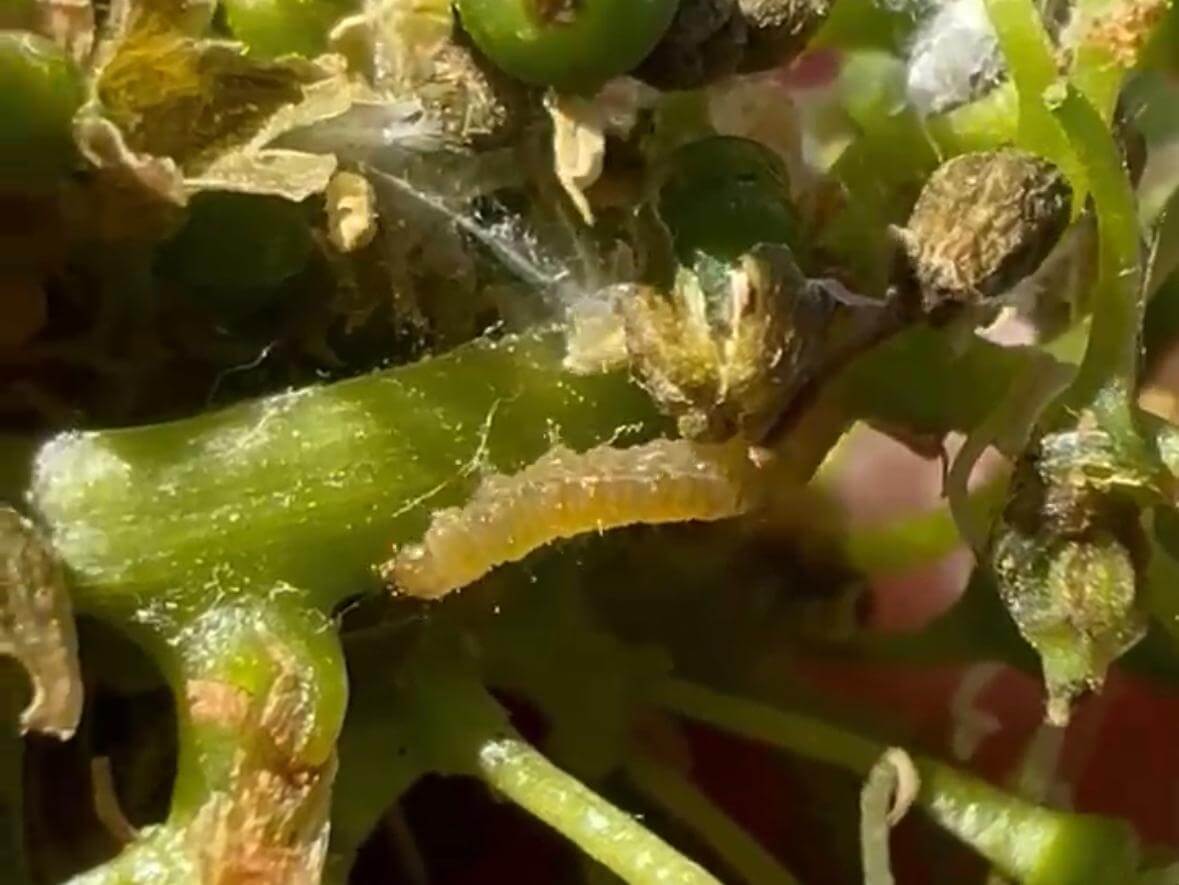 larvas polilla de la vid lobesia botrana