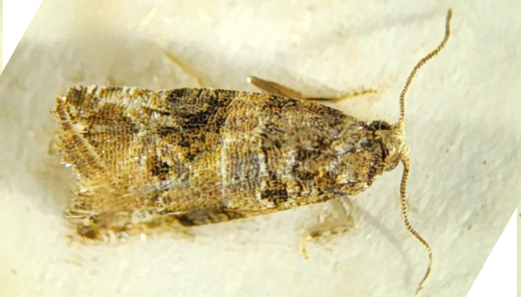 lobesia botrana polilla de la vid