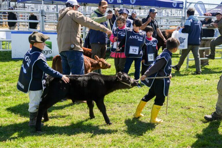 mini angus