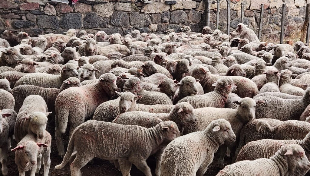 Sarna ovina: la amenaza sanitaria continúa y obliga a reforzar el control en la Patagonia