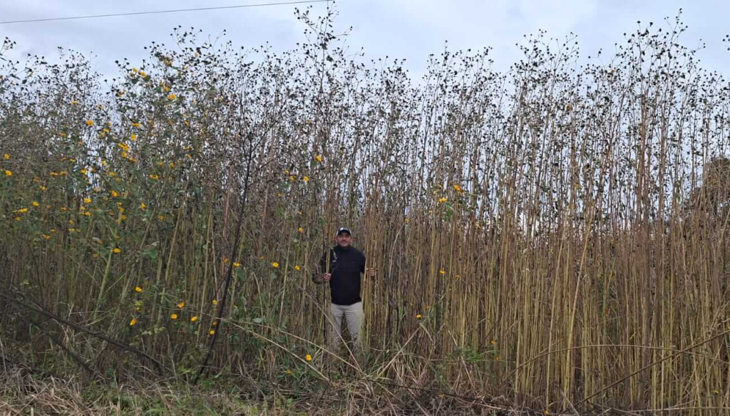 “Pasto cubano”, la gigantesca maleza que enciende alertas: alcanza 7 metros de alto y avanza hacia Córdoba