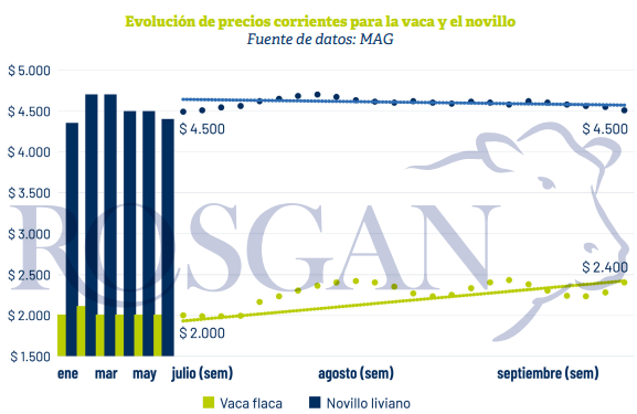 precios vaca novillo rosgan