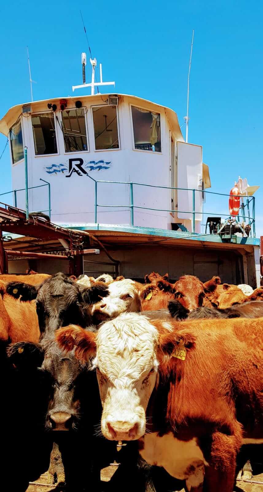 Barco y vacas