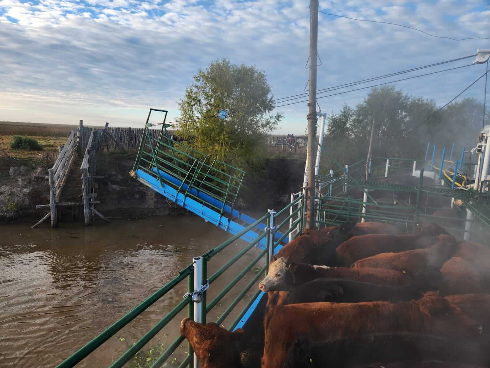 Vacas y barco07